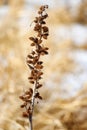 Branch of dry burdock on a winter field closeup Royalty Free Stock Photo