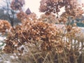 Branch with dry hydrangea flowers in the winter garden Royalty Free Stock Photo