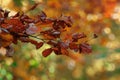 A branch of dry leaves gracefully set against a vibrant multicolored bokeh background, creating a stunning contrast with the