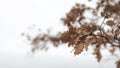 Branch with dry oak leaves against white background Royalty Free Stock Photo