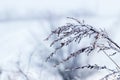 A branch of a dry plant is covered with frost and ice in winter Royalty Free Stock Photo