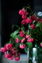 Branch of dry roses forgotten in glass vase on the kitchen Royalty Free Stock Photo