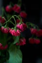 Branch of dry roses forgotten in glass vase on the kitchen Royalty Free Stock Photo