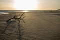 Branch of a dry tree on the shore of the lagoon. Sand rippled by the wind Royalty Free Stock Photo