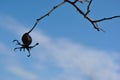 Branch of dry wild rose berry silhouette on the background of  blue cloudy sky Royalty Free Stock Photo