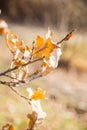 Branch with dry yellow leaves of an oak