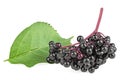 Branch of elderberry and green leaf isolated on white background. European elderberry. Sambucus