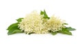Branch with elderflower Royalty Free Stock Photo