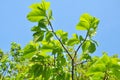 A branch of an elm tree (Ulmus) grows in nature Royalty Free Stock Photo