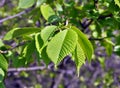 A branch of an elm tree (Ulmus) grows in nature Royalty Free Stock Photo