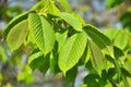 A branch of an elm tree (Ulmus) grows in nature Royalty Free Stock Photo