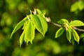 A branch of an elm tree (Ulmus) grows in nature Royalty Free Stock Photo