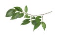 Branch of elm tree with fresh green leaves isolated on white. Spring season Royalty Free Stock Photo