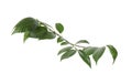 Branch of elm tree with fresh green leaves isolated on white. Spring season Royalty Free Stock Photo