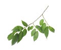 Branch of elm tree with young fresh green leaves isolated. Spring season Royalty Free Stock Photo