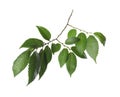 Branch of elm tree with young fresh green leaves isolated. Spring season Royalty Free Stock Photo