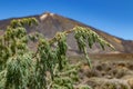 Branch of endemic Canary Cedar, close up. Selective focus. Rare endemic vegetation and lava fields around the Teide volcano in the