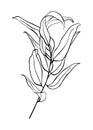 A branch of eucalyptus. Contour drawing by hand. Doodle style. Royalty Free Stock Photo