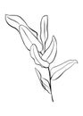 A branch of eucalyptus. Contour drawing by hand. Doodle style Royalty Free Stock Photo