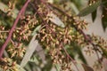 Branch of Eucalyptus tree in springtime Royalty Free Stock Photo