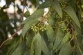 Branch of Eucalyptus tree in springtime Royalty Free Stock Photo