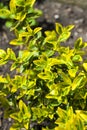 Branch of Euonymus fortunei `Emerald `n` Gold` closeup