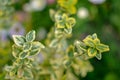 Branch of Euonymus fortunei spindle or Fortune`s spindle