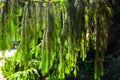 Branch of European spruce or Picea abies. Cultivar Virgata or Snake branch spruce