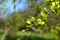 branch of European white elm, close up Royalty Free Stock Photo