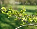 branch of European white elm, close up Royalty Free Stock Photo