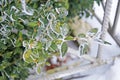 A branch of evergreen boxwood with oval green leaves covered with white snow