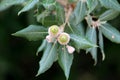 Branch of Evergreen oak or Quercus ilex evergreen oak tree with young light green shoots clothed with a close grey felt surrounded Royalty Free Stock Photo