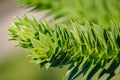 A branch of evergreen spiny Araucaria tree aka Jurassic Era plant, details, closeup Royalty Free Stock Photo