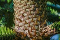 A branch of evergreen spiny Araucaria tree aka Jurassic Era plant, details, closeup Royalty Free Stock Photo