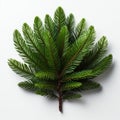 Tropical Symbolism: Richly Layered Fir Branch On White Surface