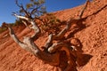 A Branch Falls at Bryce Canyon