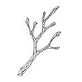 Branch features sharp angles and clean lines, creating an abstract, Royalty Free Stock Photo