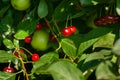 A branch of felt cherry with ripe berries on the background of an apple tree Royalty Free Stock Photo