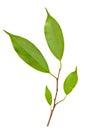 Branch of Ficus Leaves isolated