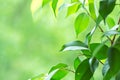 Branch of Ficus Plant on Window Sill. Fresh Vibrant Garden Greenery in the Background. Tranquility Harmony Environment