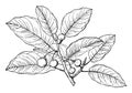 Branch of Ficus Populnea vintage illustration