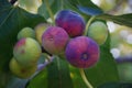Branch of fig tree with colorful fruits Royalty Free Stock Photo