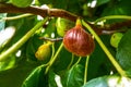 Branch of fig tree with colorful fruits in various stages of ripening Royalty Free Stock Photo