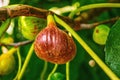 Branch of fig tree with colorful fruits in various stages of ripening Royalty Free Stock Photo