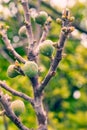 Branch of fig tree with colorful fruits in various stages of ripening Royalty Free Stock Photo