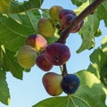 Branch of a fig tree with colorful fruits in in various stages of ripening Royalty Free Stock Photo