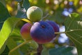 Branch of fig tree Ficus carica with bright colorful fruits Royalty Free Stock Photo