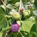Branch of  fig tree  Ficus carica  with leaves and bright colorful fruits Royalty Free Stock Photo