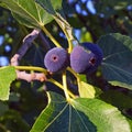 Branch of a fig tree Ficus carica with leaves and  fruits Royalty Free Stock Photo