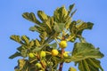 Branch of  fig tree  Ficus carica  with leaves and fruits against blue sky. Copy space Royalty Free Stock Photo